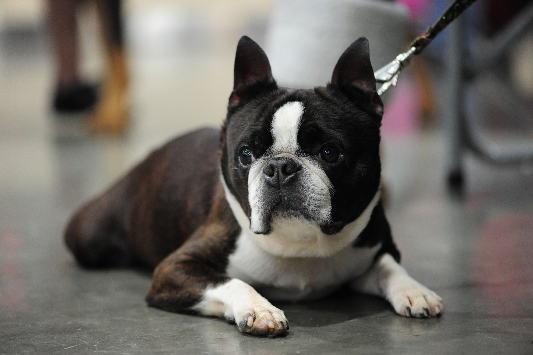 Boston terrier